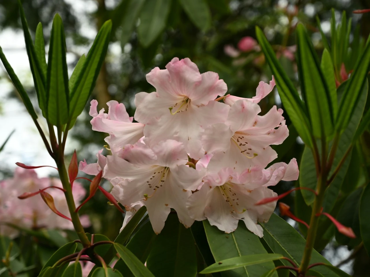 R. fortunei AGM